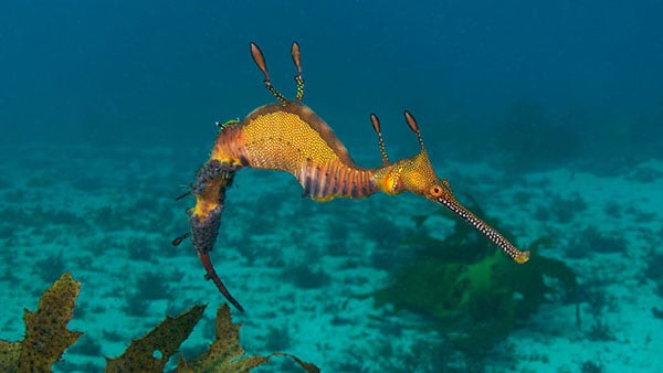 0Kurnell Weedy Seadragon_JJ31120 NL 0Kurnell Weedy Seadragon_JJ31120 NL