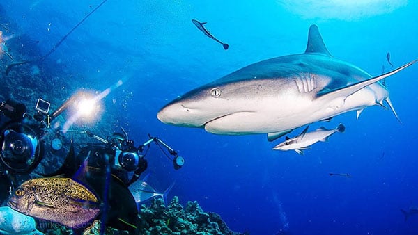 3-mike-ball-dive-expeditions-spoilsport-australia-private-shark-shoot-NL 3-mike-ball-dive-expeditions-spoilsport-australia-private-shark-shoot-NL