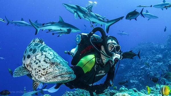 4-mike-ball-dive-expeditions-spoilsport-australia-ccr-cod NL 4-mike-ball-dive-expeditions-spoilsport-australia-ccr-cod NL