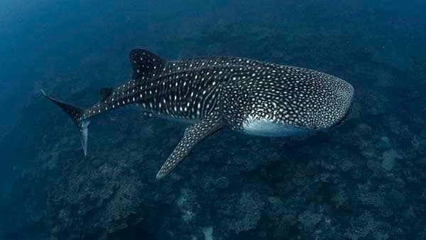 Christmas ISland Whale shark credit Scott Portelli_AUS0049 NL Christmas ISland Whale shark credit Scott Portelli_AUS0049 NL