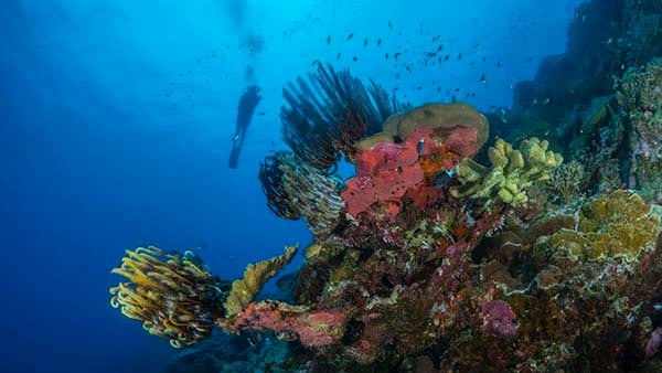 Christmas Island coral scene with diver credit Scott Portelli_AUS0076 NL Christmas Island coral scene with diver credit Scott Portelli_AUS0076 NL