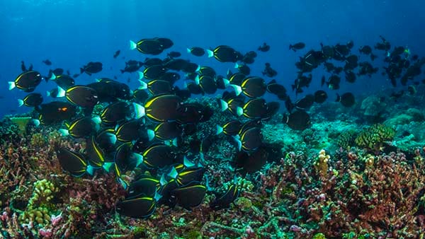 Christmas Island coral scene with surgeon fish credit Scott Portelli_AUS2680 NL Christmas Island coral scene with surgeon fish credit Scott Portelli_AUS2680 NL