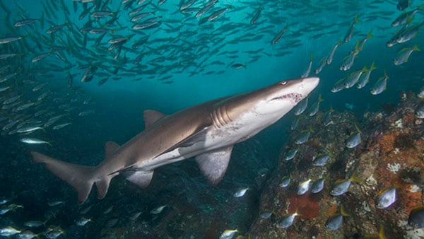 Diving Sydney Magic Point grey nurse shark credit Jayne Jenkins_JJ30560 NL Diving Sydney Magic Point grey nurse shark credit Jayne Jenkins_JJ30560 NL