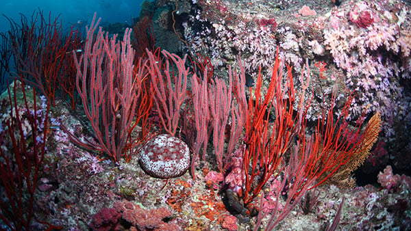 similan15